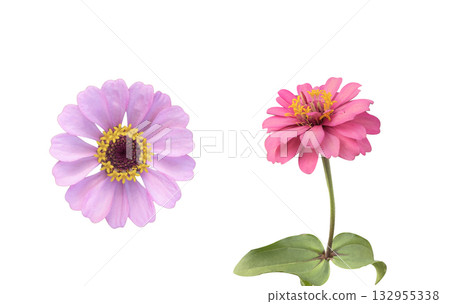 Pink Zinnia flower isolated with clipping path on white background 132955338