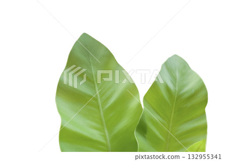 Japanese Birds Nest Fern isolated with clipping path 132955341