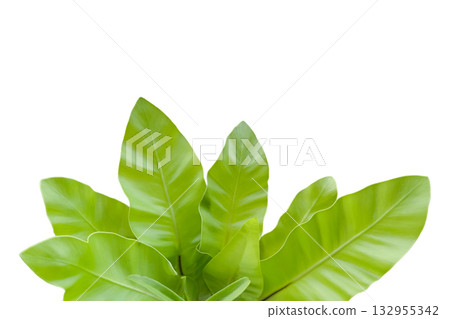 Japanese Birds Nest Fern isolated with clipping path 132955342