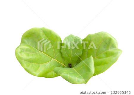 Fiddle Leaf Fig tree isolated with clipping path 132955345