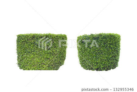 Cut out green bush on white background with clipping path 132955346