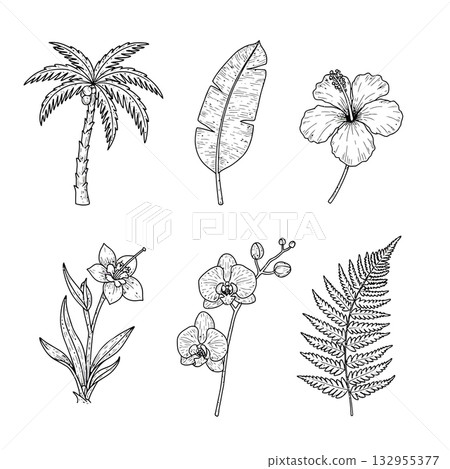 botanical botanical 132955377