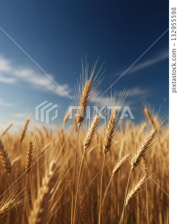 Golden spikelets ear of wheat field close up light breeze against bright blue sky in summer. Nature. Agro farm. Golden spikelets ear of wheat field close up light breeze against bright blue sky in summer. Nature. Agro farm. 132955598
