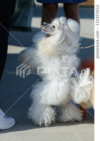 Playful White Poodle Standing on Hind Legs Playful White Poodle Standing on Hind Legs 132955612