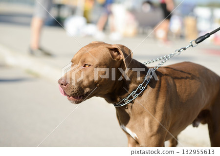 Brown Pit Bull Standing on Pavement in Sunlight Brown Pit Bull Standing on Pavement in Sunlight 132955613