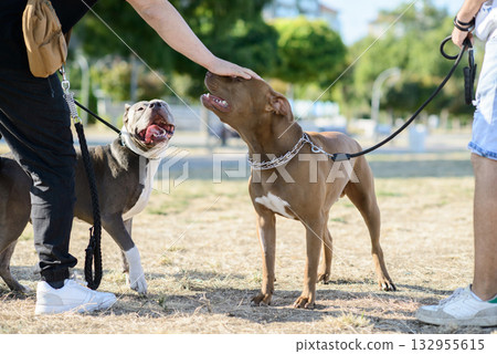 Two Pit Bulls Interacting with Owners in Park Two Pit Bulls Interacting with Owners in Park 132955615