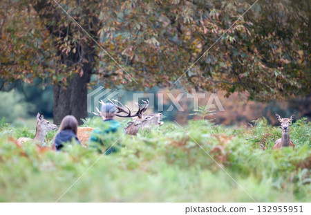 Red deer stag roaring during the rut in autumn with hinds nearby and observed by couple Red deer stag roaring during the rut in autumn with hinds nearby and observed by couple 132955951
