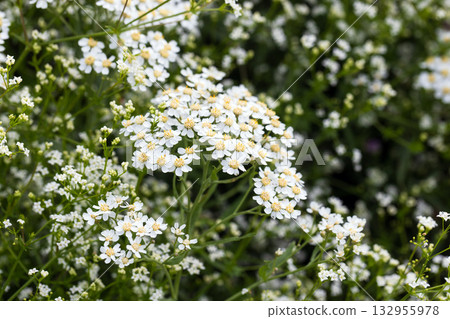 A closeup of numerous small white flowers with yellow centers 132955978