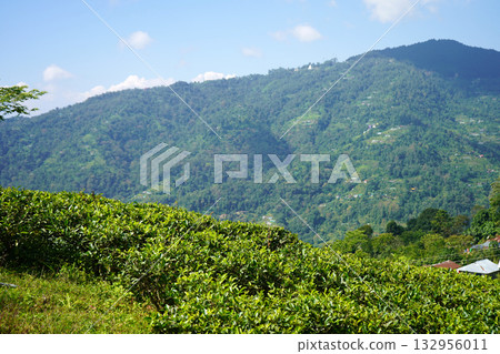 Scenic Himalayan Nature Portfolio Tea Gardens and Streams Scenic Himalayan Nature Portfolio Tea Gardens and Streams 132956011