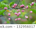 Pink Mayumi fruit that ripens in autumn 132956017