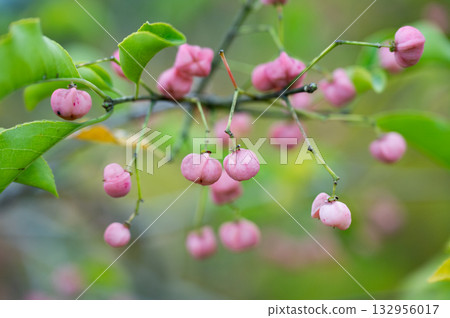 秋季成熟的粉紅色Mayumi果實 秋季成熟的粉紅色Mayumi果實 132956017