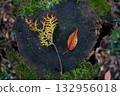 Autumn leaves of conifers and broadleaf trees on stumps 132956018