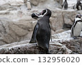 Humboldt penguin couple preening each other's feathers 132956020