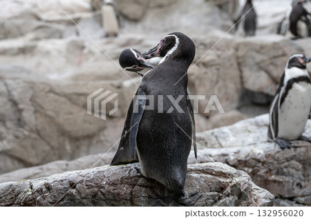 洪堡企鵝夫婦互相梳理羽毛 132956020