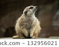 Meerkat Portrait 132956021