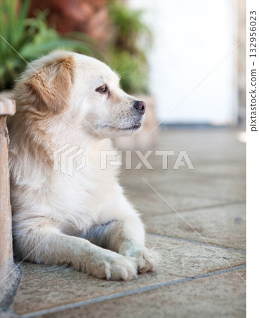 Dog Relaxing on the background of nature Dog Relaxing on the background of nature 132956023