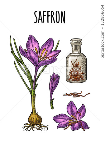Bottle with saffron dry threads. Plant flower and corms. Engraving Bottle with saffron dry threads. Plant flower and corms. Engraving 132956054