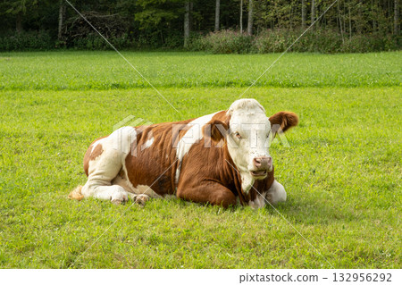 Portrait of a beautiful alpine cow lying on a green meadow near the forest 132956292