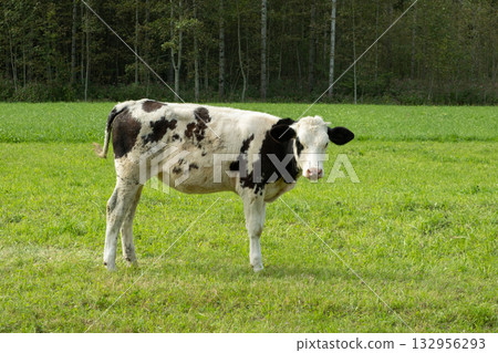 A beautiful young Alpine black and white cow looks at the camera A beautiful young Alpine black and white cow looks at the camera 132956293