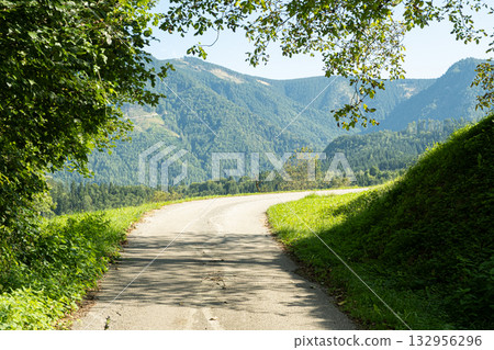 Beautiful Trail through Green Alpine Woods in Nature Beautiful Trail through Green Alpine Woods in Nature 132956296