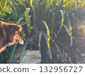 Dog is looking at a fish in a pond 132956727