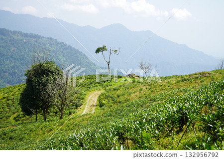 Panoramic Kalimpong Tea Plantation and Himalayan Hills Panoramic Kalimpong Tea Plantation and Himalayan Hills 132956792
