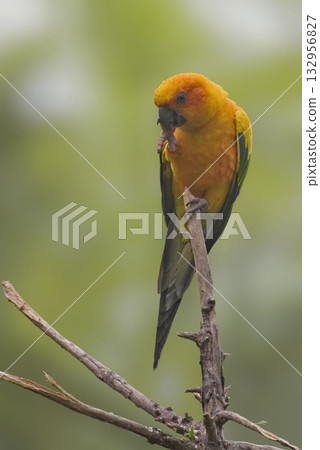View of Golden Parakeet, Guaruba guarouba, perched 132956827