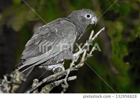 Lesser Vasa Parrot, Coracopsis nigra, perched on branch 132956828