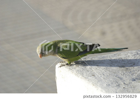 View of a Monk Parakeet, Myiopsitta monachus View of a Monk Parakeet, Myiopsitta monachus 132956829