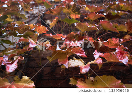 Vibrant leaves in shades of red and yellow adorn a wall 132956926