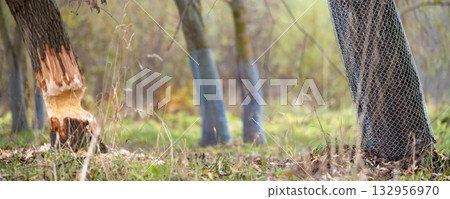Tree on the shore of a reservoir damaged by beavers Tree on the shore of a reservoir damaged by beavers 132956970