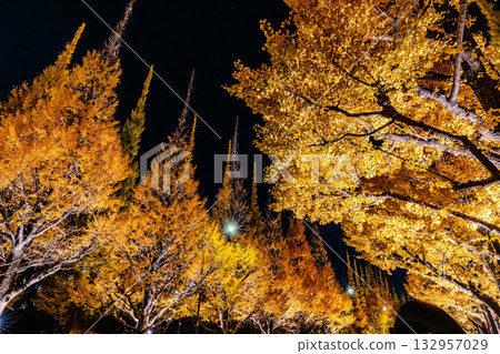 Ginkgo trees lining the outer gardens of Meiji Shrine illuminated at night Ginkgo trees lining the outer gardens of Meiji Shrine illuminated at night 132957029