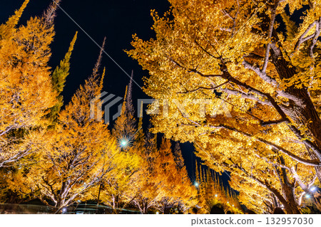 Ginkgo trees lining the outer gardens of Meiji Shrine illuminated at night Ginkgo trees lining the outer gardens of Meiji Shrine illuminated at night 132957030