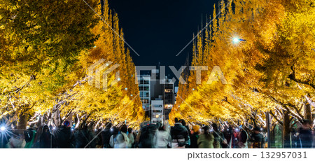 Ginkgo trees lining the outer gardens of Meiji Shrine illuminated at night Ginkgo trees lining the outer gardens of Meiji Shrine illuminated at night 132957031