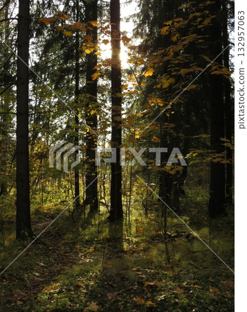 Golden rays of sunlight filtering through tree canopies, on an Autumn evening. Stunning Forest Scenic Fall Landscape Background Golden rays of sunlight filtering through tree canopies, on an Autumn evening. Stunning Forest Scenic Fall Landscape Background 132957063