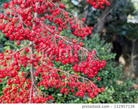 Hawthorn: Glossy red berries that grow from autumn to winter 132957136