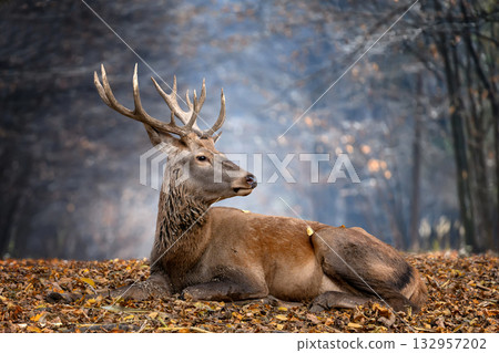 Majestic stag resting among autumn leaves 132957202