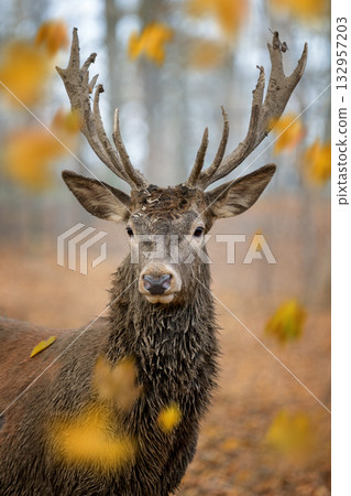 Majestic deer stands still in a forest with falling leaves during autumn morning light 132957203