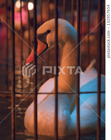 Swan rests inside a cage. Blue and orange lighting pools around its feathers. Swan rests inside a cage. Blue and orange lighting pools around its feathers. 132957654