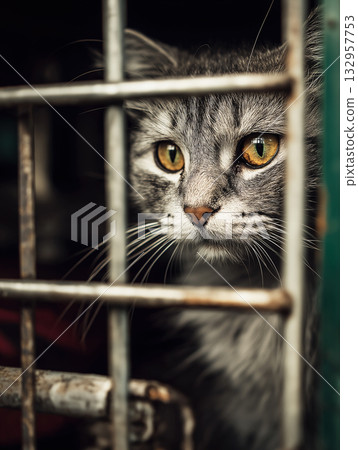 Cat peers through metal bars in a cage. Amber eyes stare from the shadows. Cat peers through metal bars in a cage. Amber eyes stare from the shadows. 132957753