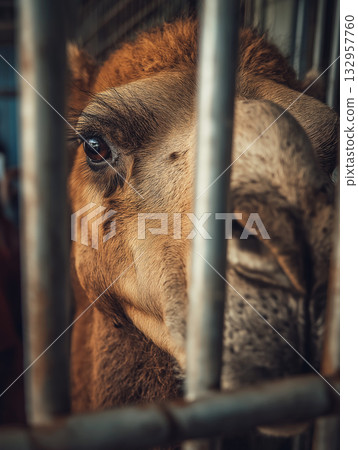 Horse in a stall peers through metal bars. Bars frame a close view of the horse eye. Horse in a stall peers through metal bars. Bars frame a close view of the horse eye. 132957760