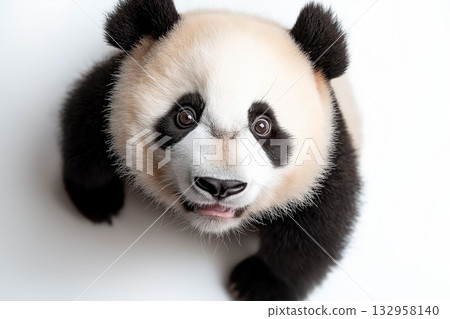 Adorable panda bear with black and white fur, cute and fluffy animal in wildlife nature Adorable panda bear with black and white fur, cute and fluffy animal in wildlife nature 132958140