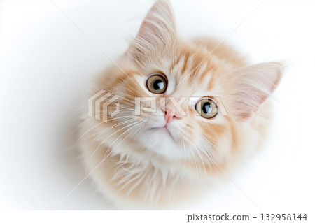 Adorable Maine Coon kitten with fluffy fur and curious eyes in a charming animal portrait Adorable Maine Coon kitten with fluffy fur and curious eyes in a charming animal portrait 132958144