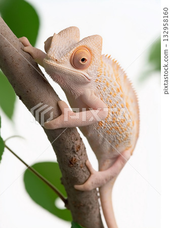 Chameleon lizard on tree in exotic wildlife nature, colorful animal with habitat scales. Chameleon lizard on tree in exotic wildlife nature, colorful animal with habitat scales. 132958160