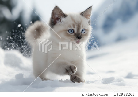 Ragdoll kitten in snow with blue eyes and playful fur, enjoying winter outdoors. 132958205