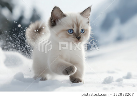 Ragdoll kitten with blue eyes exploring snow in winter, fluffy fur and adorable charm captured 132958207