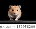 Cute hamster with whiskers posing curiously, ideal for pet and rodent lovers 132958209