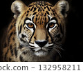 Leopard, wildlife predator in bigcat kingdom with carnivore presence in jungle and forest habitat 132958211