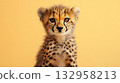 Cheetah cub in wildlife setting, a cute big cat in nature, predator with spotted fur 132958213