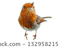 Robin bird with vibrant feathers perched in nature with beak and wings in a colorful setting. 132958215